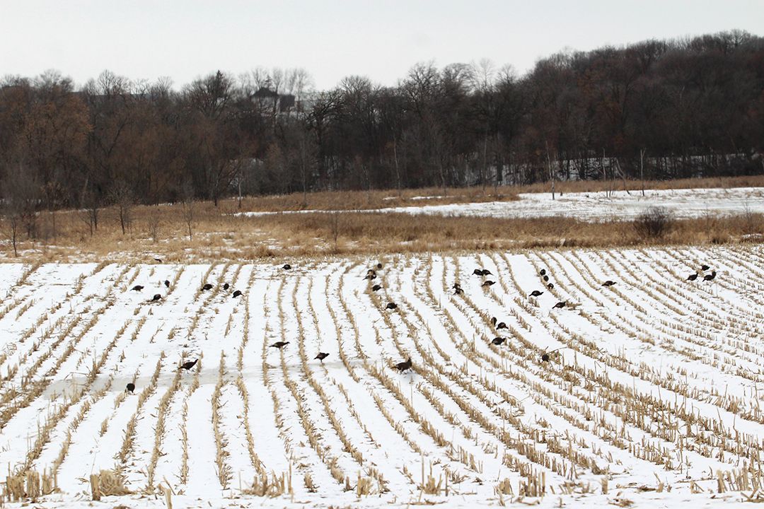 Keep an eye on natural food sources when prowling for predators. Coyotes and foxes are always on the lookout for their next meal.